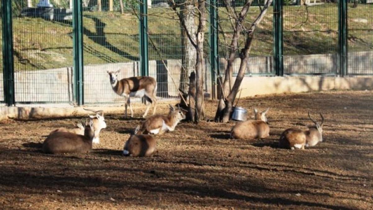 Malatya Hayvanat Bahçesi'nde bulunan hayvanlar, giriş ücreti ve açılış, kapanış saatleri