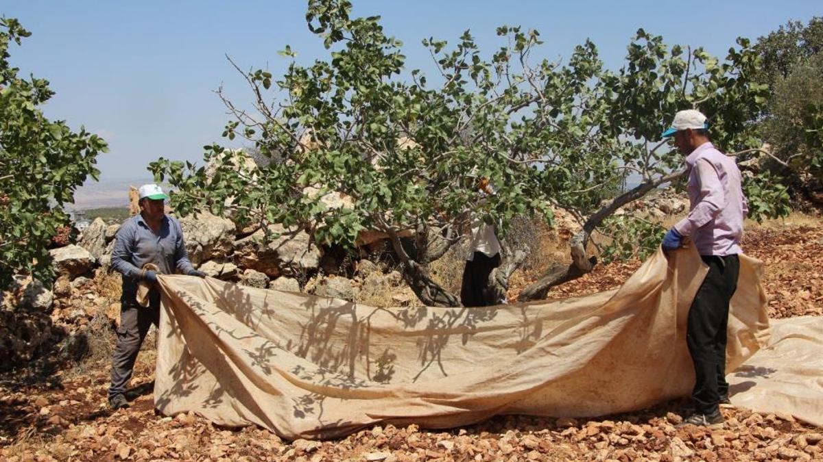 Gaziantep'te ilk mahsul alındı, bu sene 'yok yılı' oldu! 100 TL'ye satılıyordu, şimdi 250 TL'ye kadar çıktı
