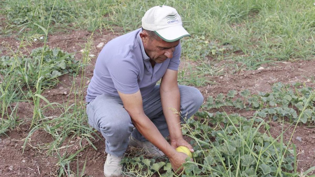 'Yer muzu' olarak biliniyor, lezzetine doyum olmuyor! Tanesi 40 liradan satılıyor
