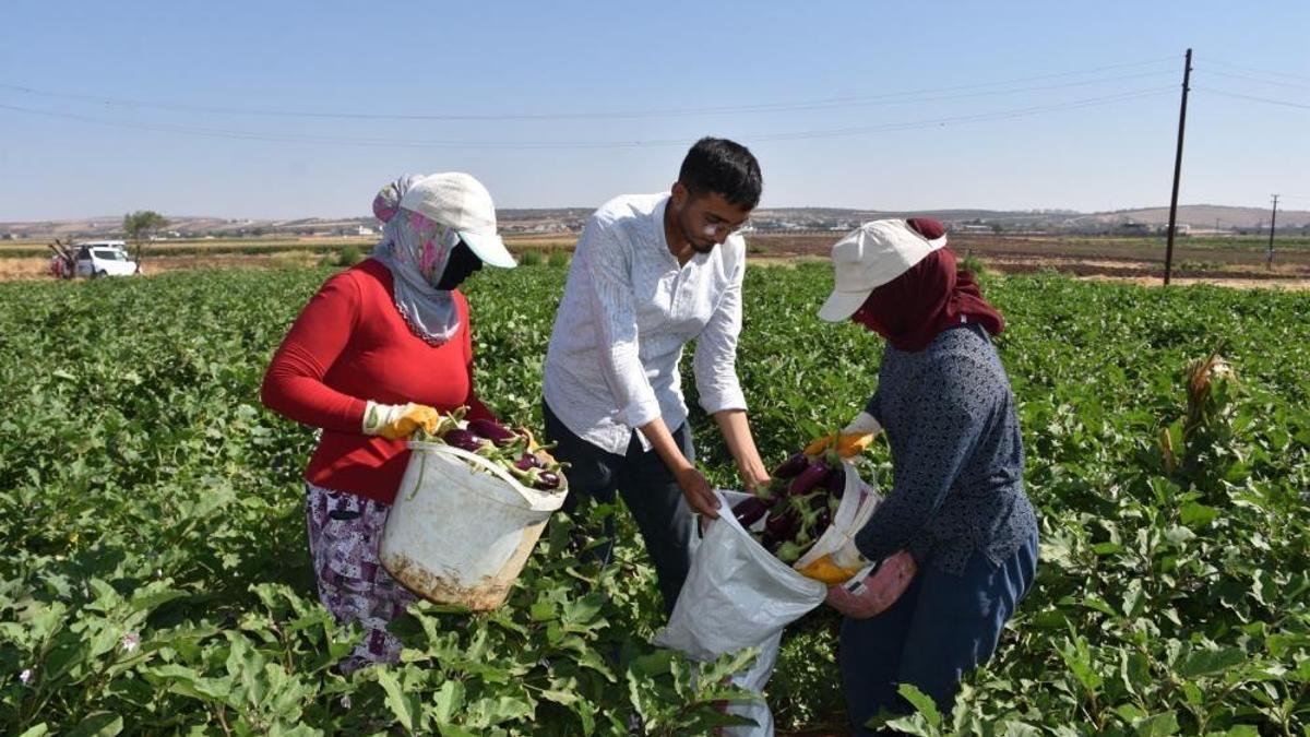 Gaziantep'te hasat başladı! Domates, patlıcan ve biber fiyatlarına etki edecek