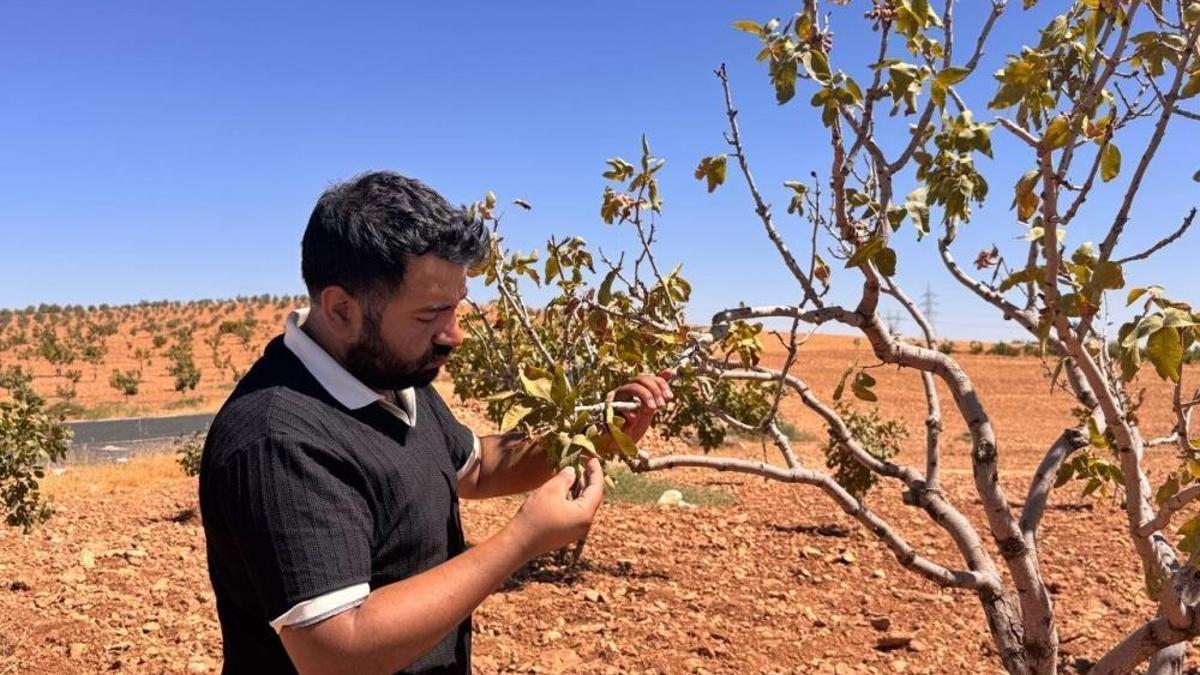 Şanlıurfa’da fıstık bahçelerini bekleyen büyük tehlike! Ağaçların yüzde 30’u kuruyacak