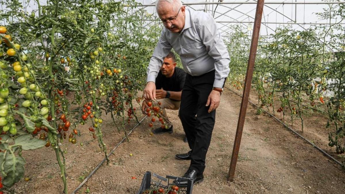 Van’da ata tohum ile elde edilen ürünlerin hasadı yapıldı