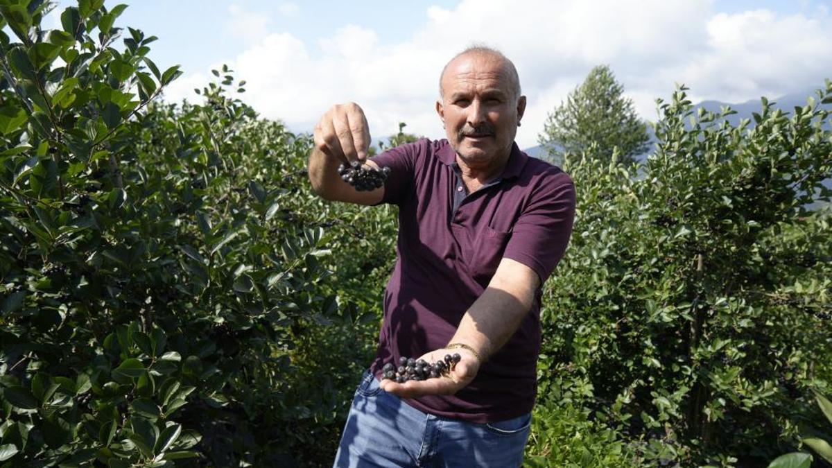 Ana vatanı Kuzey Amerika ama Karadeniz'in yeni yıldızı! ‘Süper meyve’ aronya yüksek verime ulaştı