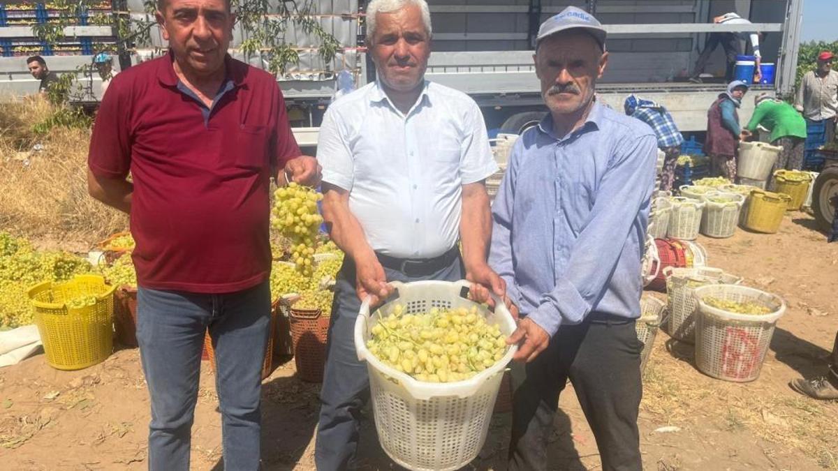 Tadına doyum olmuyor! Üzüm bağlarında hasat başladı