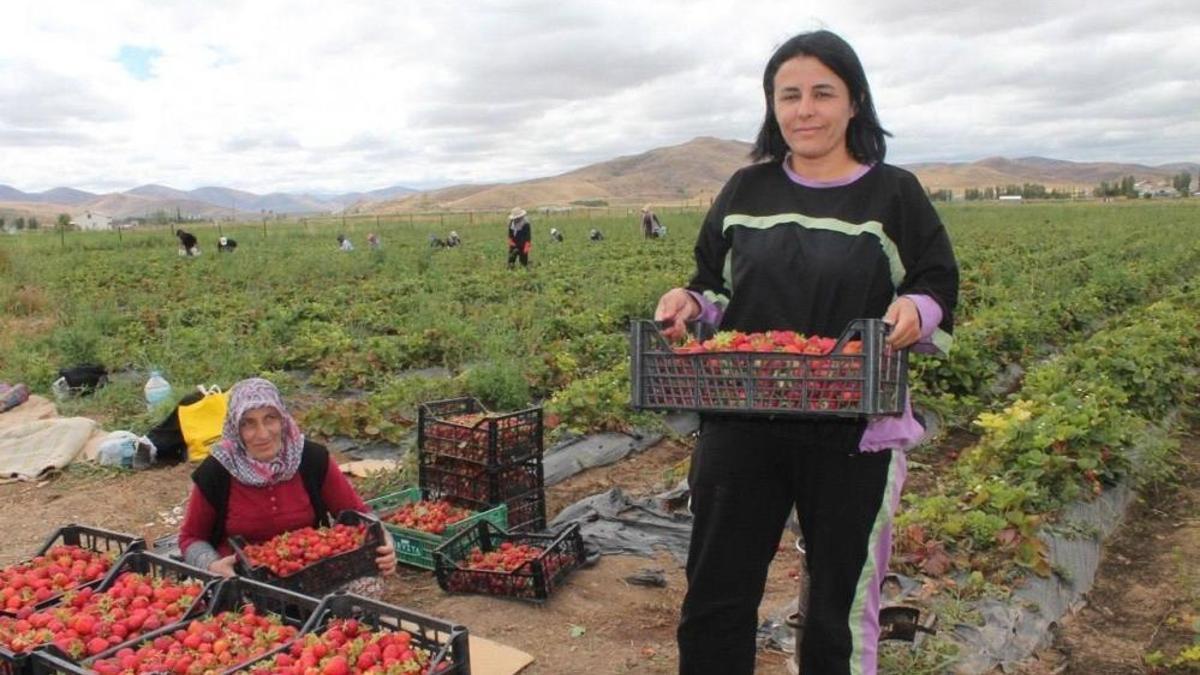 20 dönüm alanda işe başladı 15 kadına umut oldu
