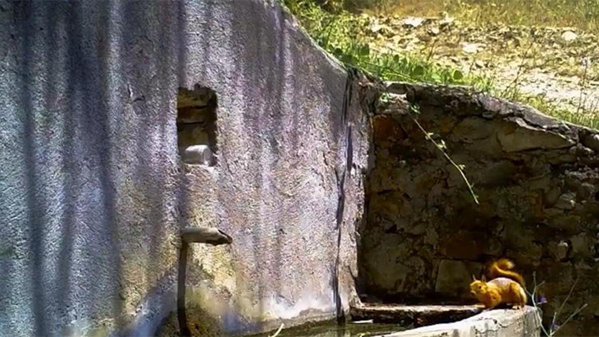Uludağ'da sincap ve tilkinin su içtiği anlar fotokapanla görüntülendi
