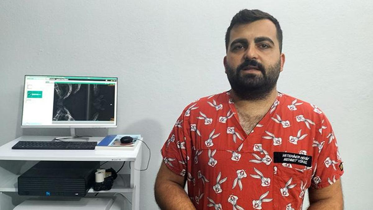 Antalya'da eşine az rastlanır görüntü! Siyam ikizi yavru caretta caretta bulundu