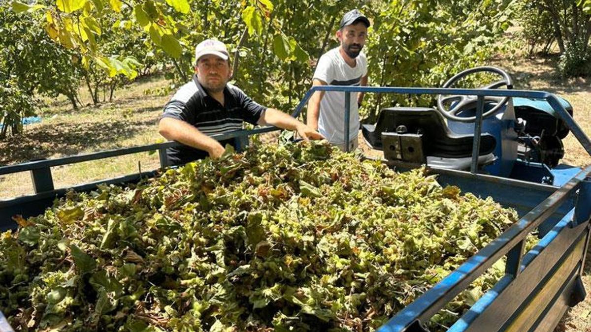 Zonguldak'ta fındık hasadı başladı, tırpan ücretleri rekor kırdı