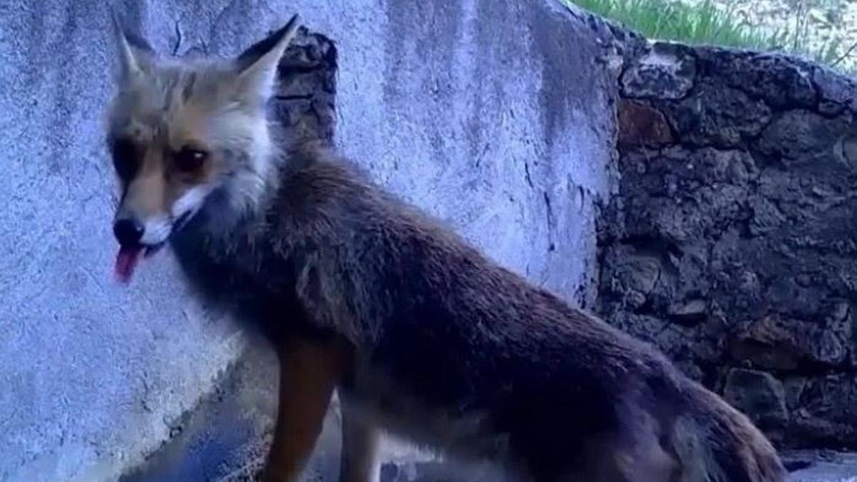 Sincap ile tilkinin hikayesi görüntülendi! Bursa'da fotokapana yakalandılar