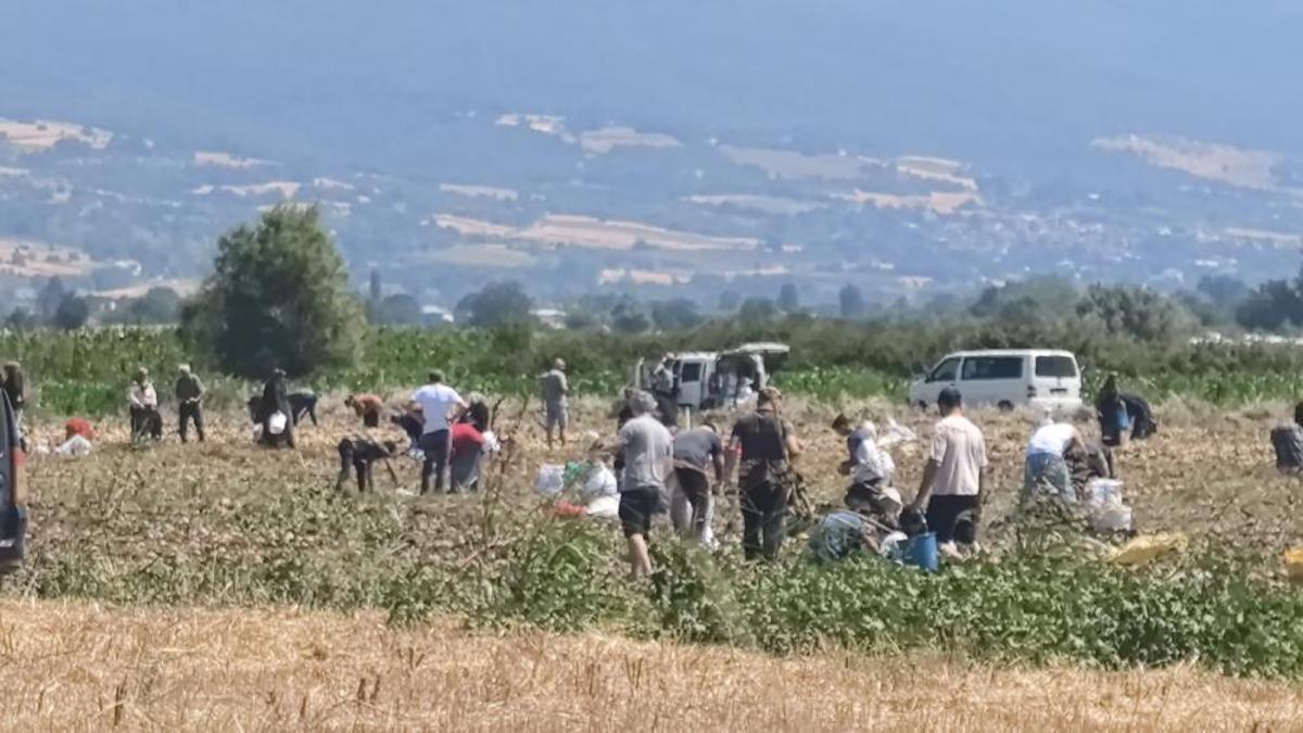 Bursalı çiftçi tarlasındaki patatesleri vatandaşlara ücretsiz dağıttı!