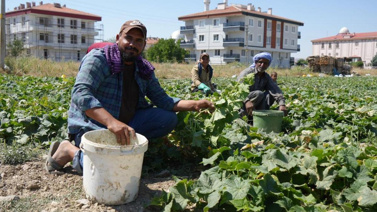 Toplamak için çok kısa süreleri var! Tarlada 5-10 liradan, marketlerde 30-40 liradan satılıyor