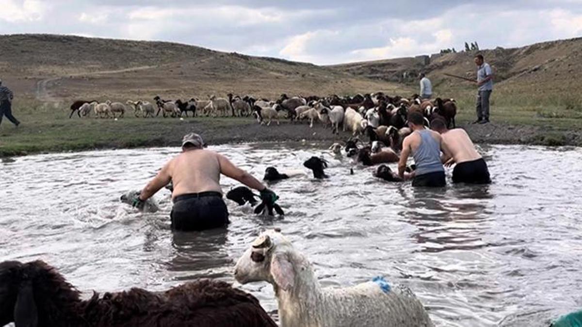 Kars'ta sıcakla mücadele sürüyor! Tek tek dereye atladılar