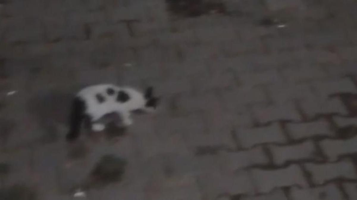 Amasya'da şaşırtan görüntüler! Daha önce beslenen tilki bu kez yavrusuyla ortaya çıktı