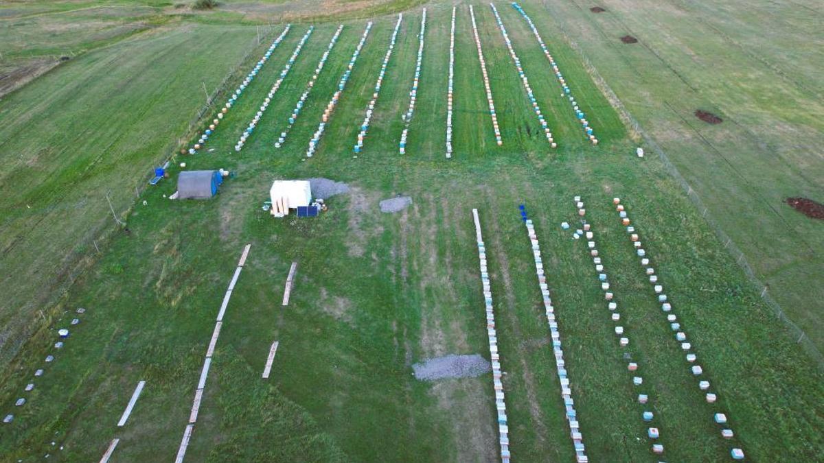 Türkiye'deki nadir yerlerden bir tanesi! Kilosu 1500 TL'den satılıyor