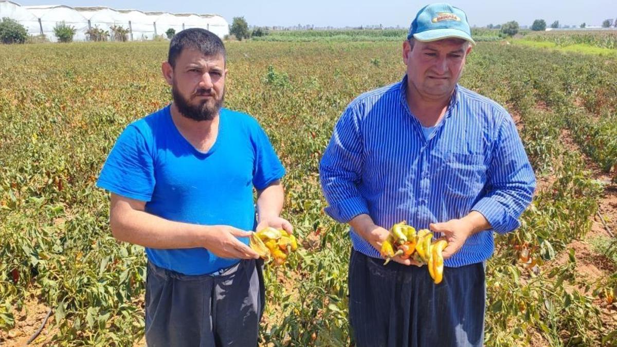 Aşırı sıcaklar tarladaki sebzeyi yaktı! Yüzde 30 kayıp var, fiyatı 12 lira