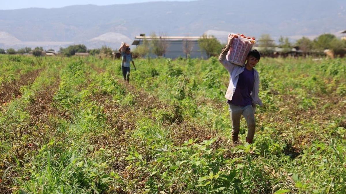 Domates işçileri çöl sıcaklarında saati 250 TL'ye ter döküyor
