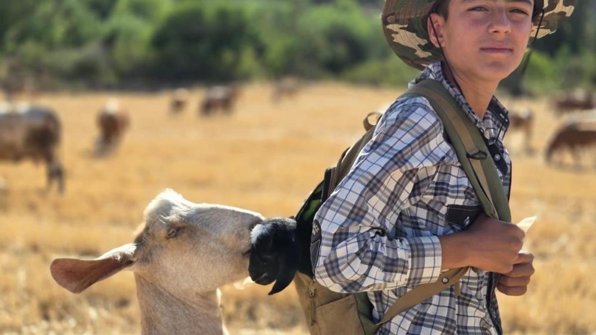 Oğlağı çantasında taşırken keçi takibe aldı: Çobanın zor anları kameraya yansıdı
