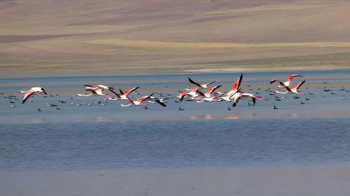 Van Erçek Gölü: Flamingoların dansı