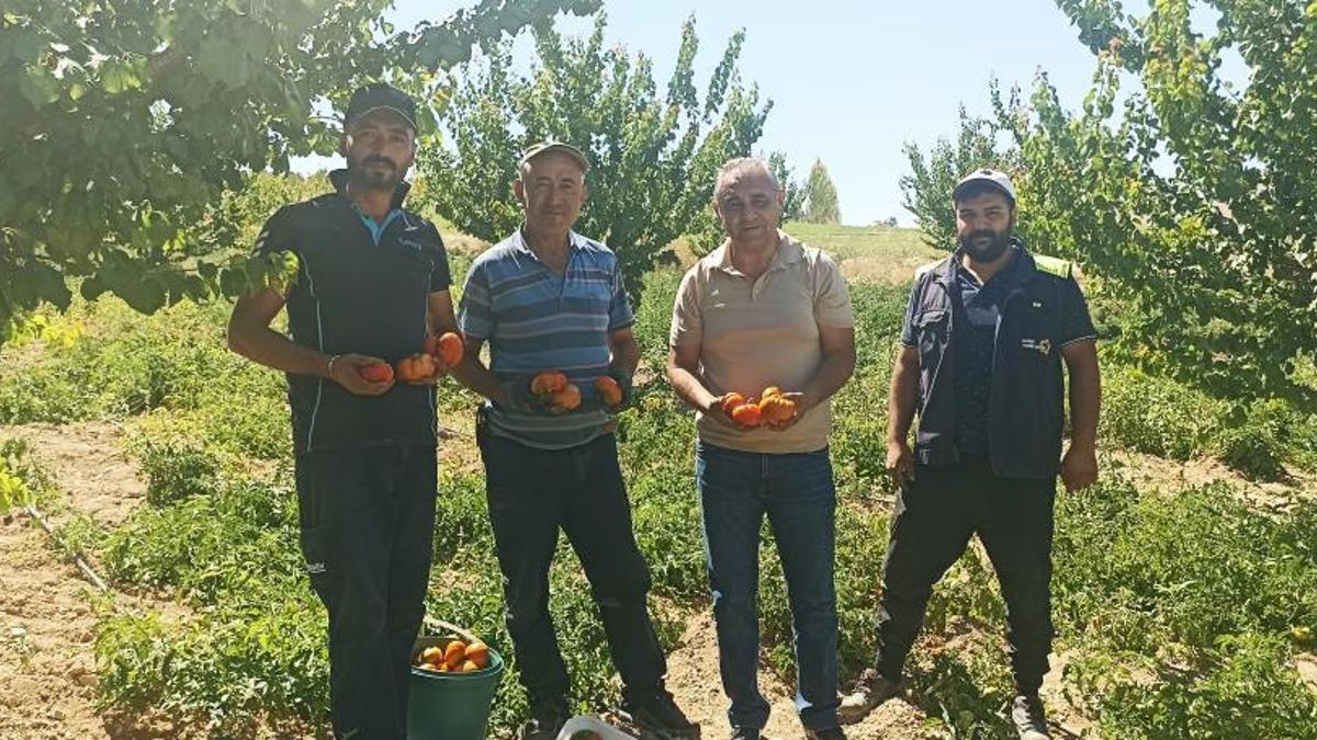 Kayısı meyve vermedi, üretici bahçesine ata tohumu domates ekti