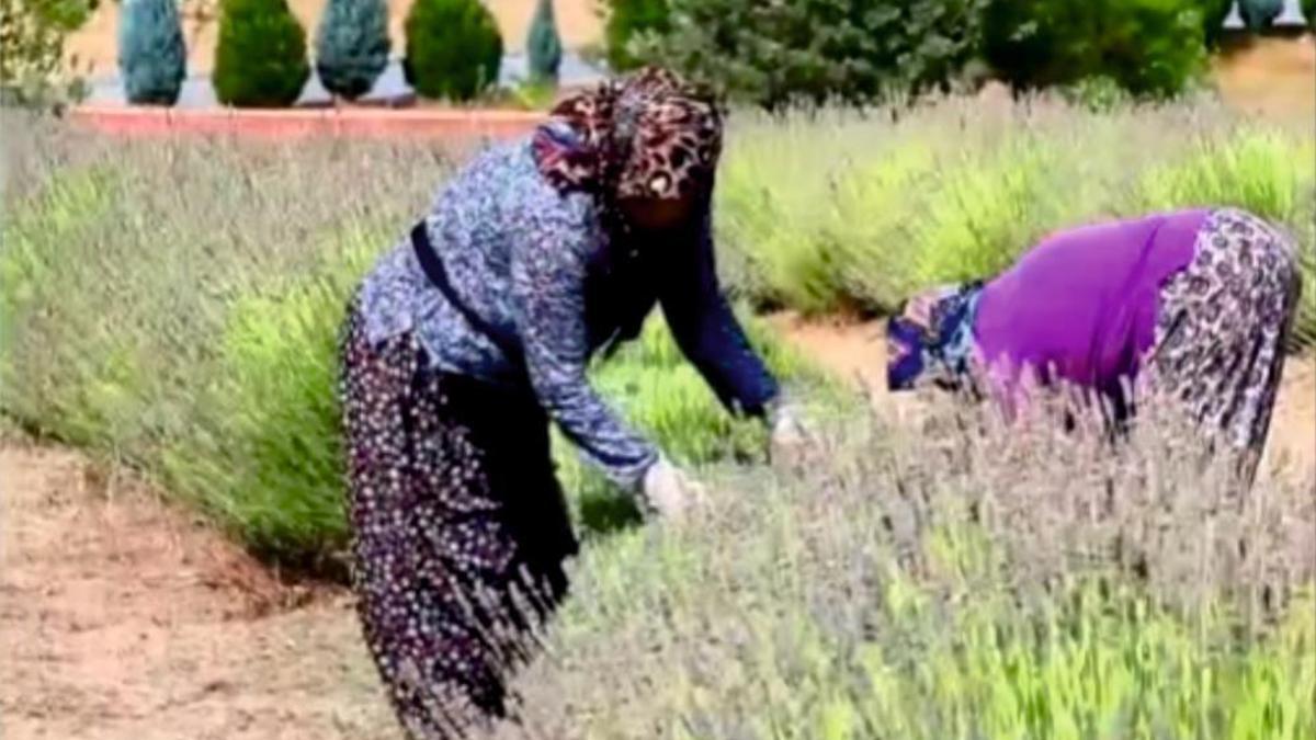 Mor bahçelerde hasat başladı
