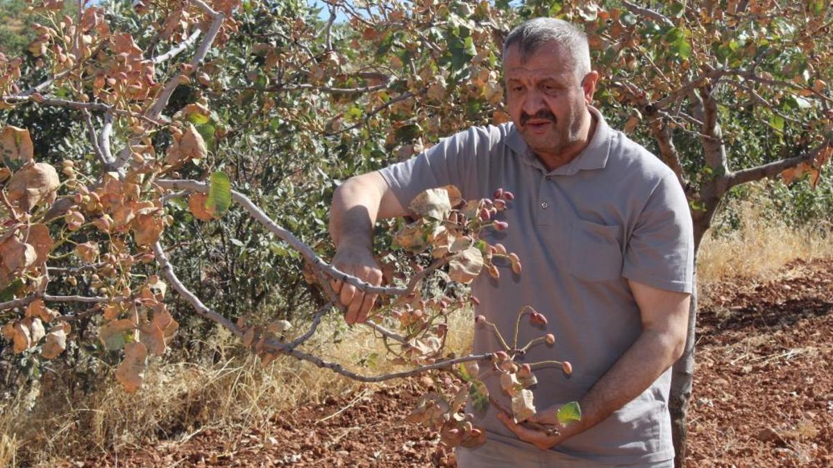 Bir tanesi 20 yılda yetişiyor! Aşırı sıcaklar kuruttu, rekoltede yüzde 80 kayıp bekleniyor