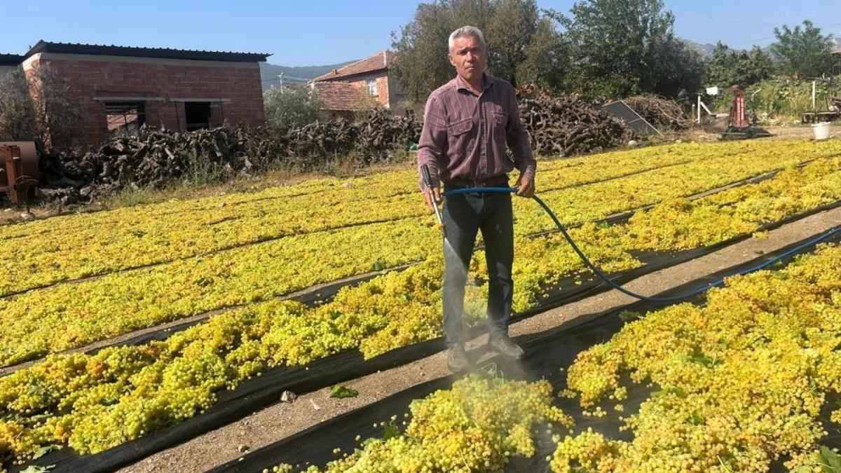 Üzümde fiyat belirsizliği! Geçen yıl 110 liraydı, bu yıl 150 lira bekleniyor