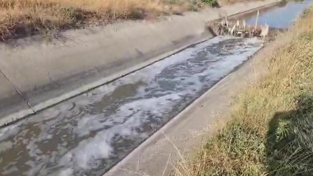 Amasya'da alarm seviyesine geçildi! Balık ölümleri görülmeye başladı