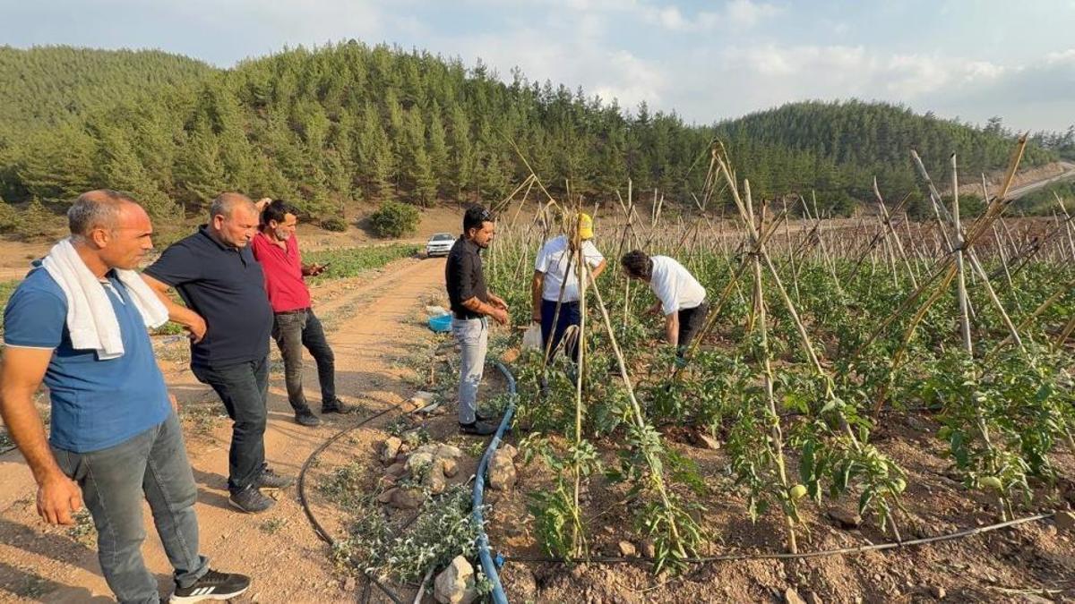 Adana'da atıl araziler üretim merkezi oldu