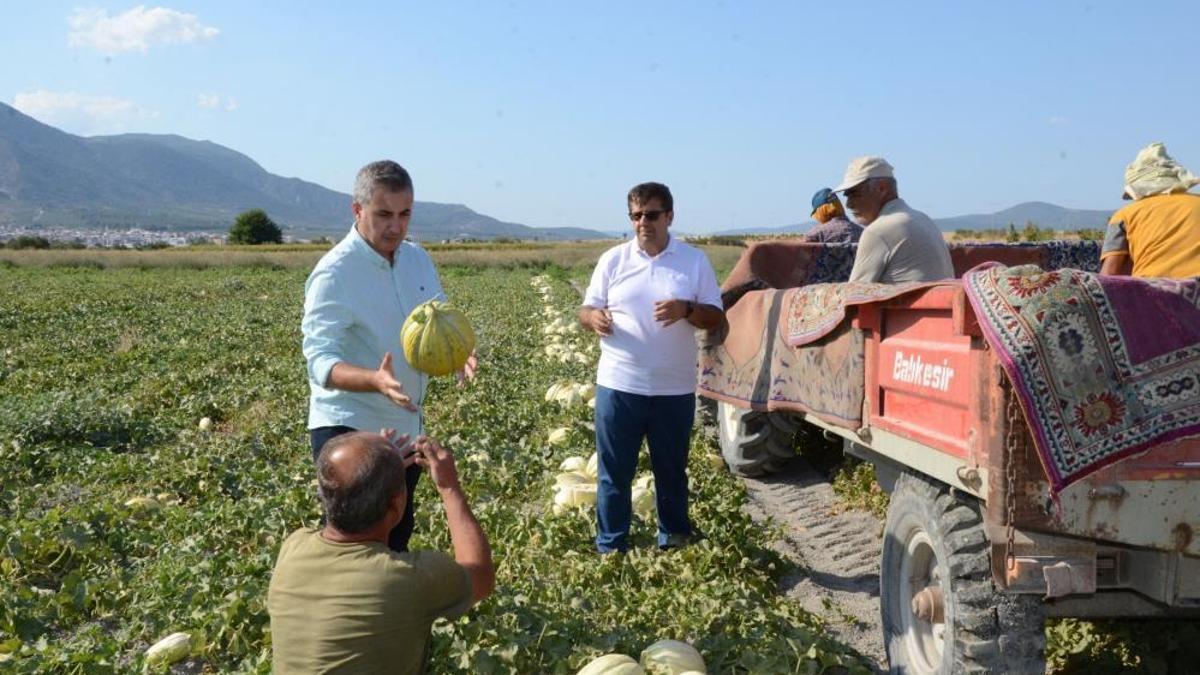 Hasat sevindirdi, Türkiye kavuna doyacak