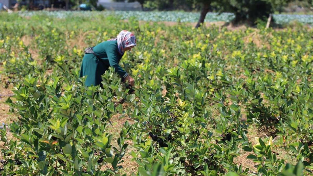 "Süper meyve" olarak biliniyor! Hasadı eylülde yapılacak, her derde deva