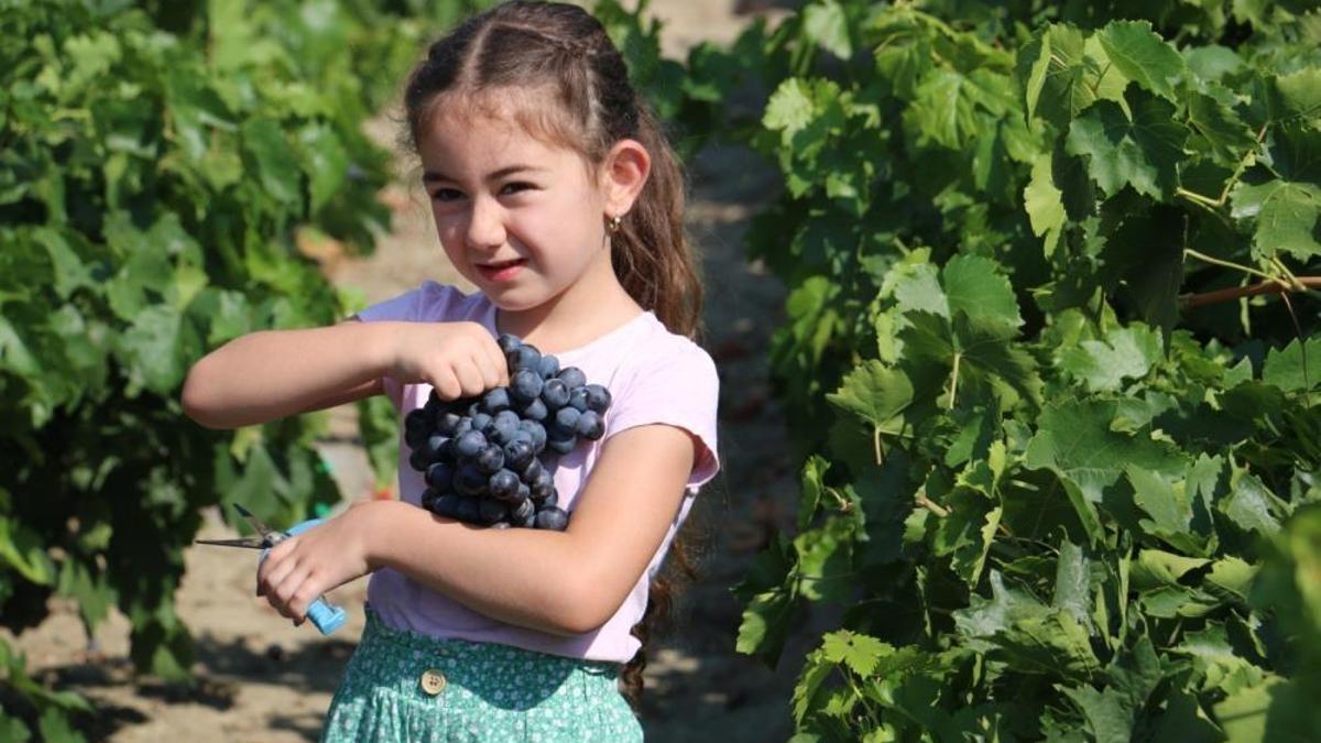 Onu diğerlerinden ayıran bir özelliği var! Tarlada 100 lira, markette 150-200 liradan satılıyor