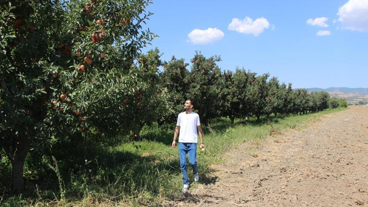 En meşhuru burada yetişiyor! Kilosu 50 liradan satılmaya başlandı