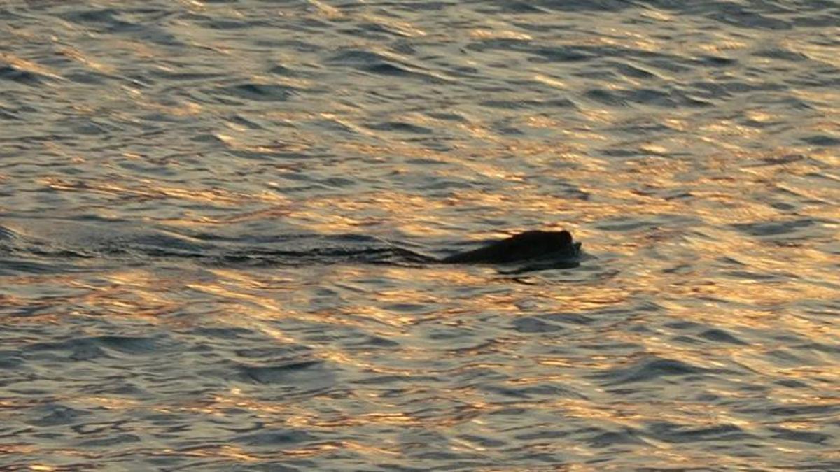 Karadeniz'de korku salan hayvan hakkında uzman isim konuştu: Güçlü bir yırtıcıdır, genellikle gececidir