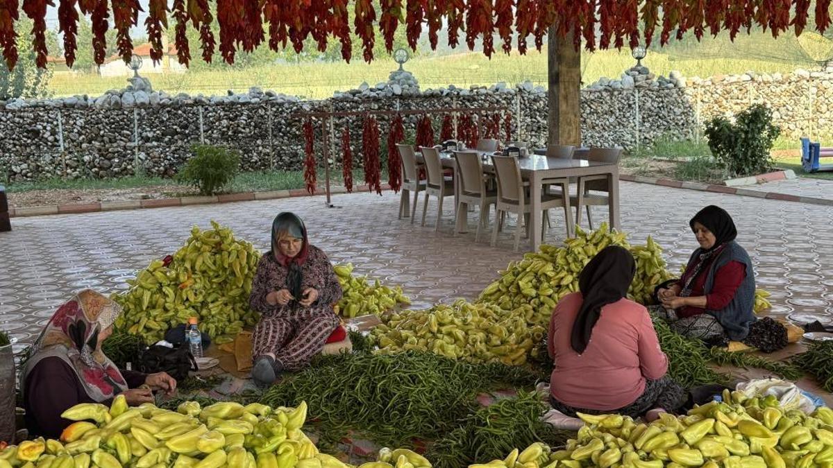 Özel yöntemlerle kurutuluyor! Tescilli lezzet Kale biberinin sofralara yolculuğu başladı