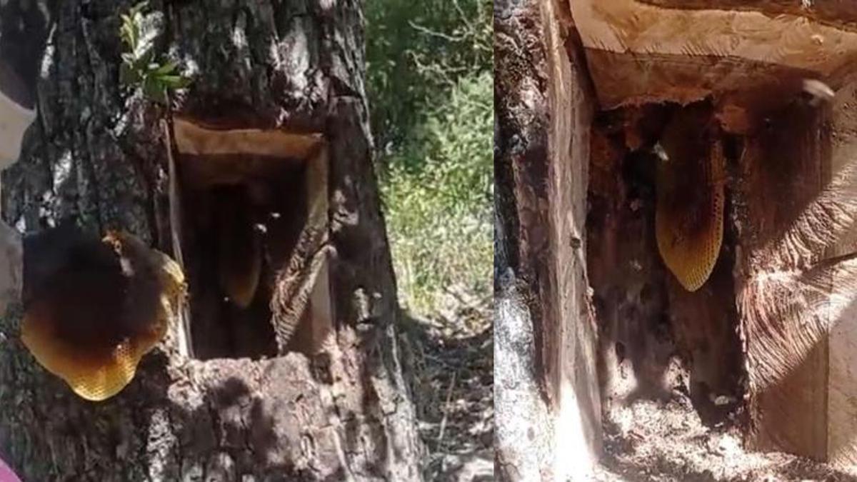 Ormanda dolaşırken ağaç kovuğunun içinde fark ettiler! Kilo kilo çıktı, fiyatı 4 bin lira
