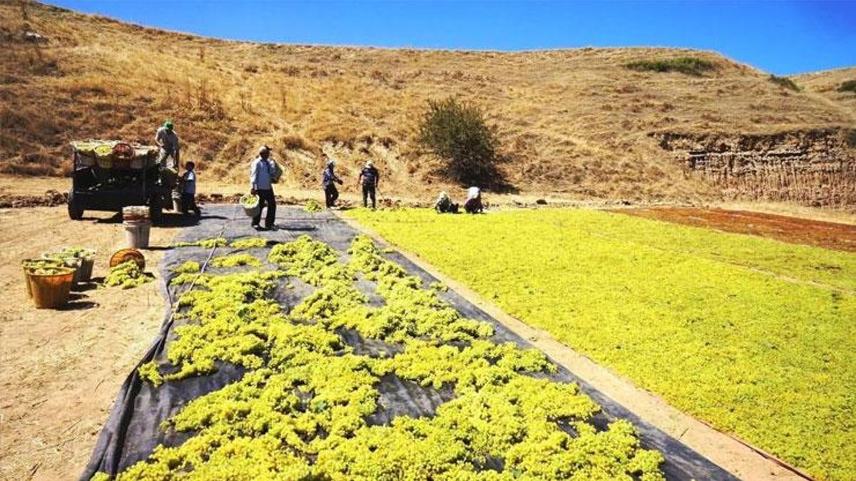 Dünyaca ünlü Sarıgöl’ün altın sarısı Sultaniye üzümleri sofralara ulaştırılıyor