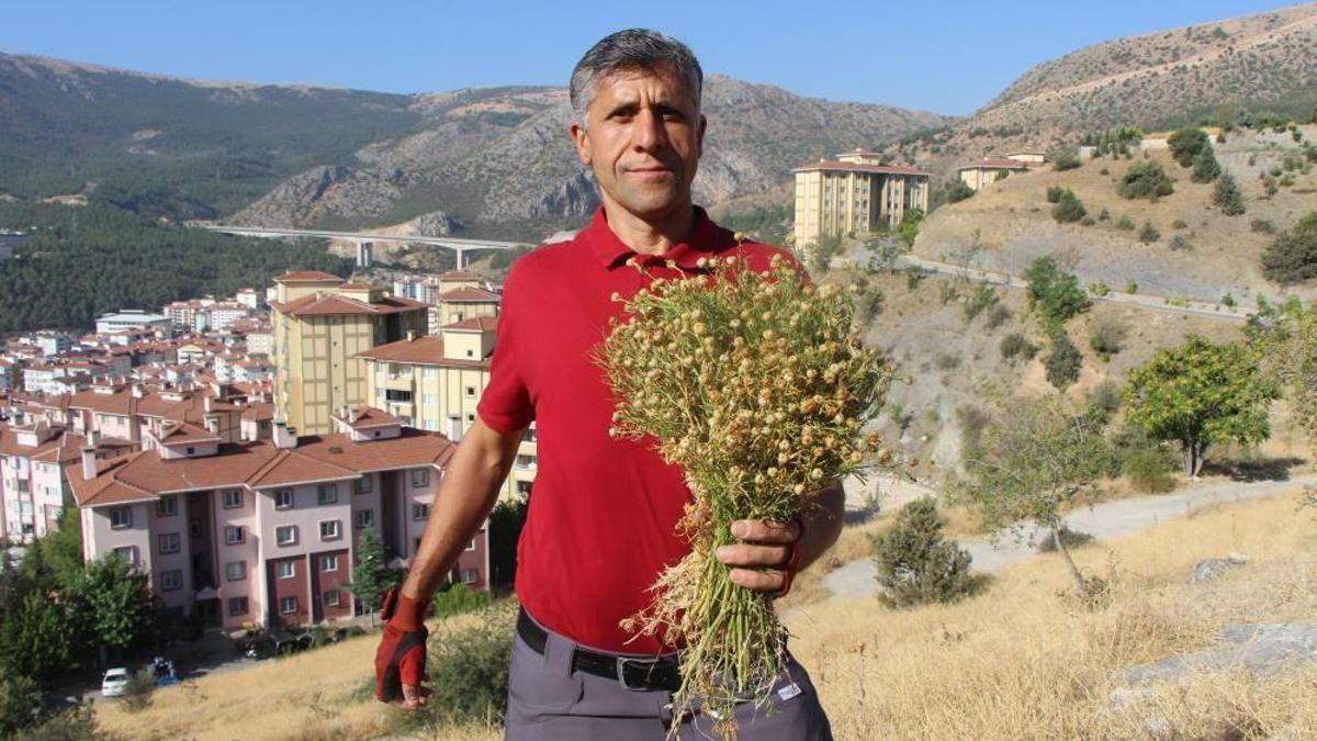 Dağdaki ot gelir kapısı oldu! Alınmasının tek bir nedeni var ama 100 liraya kapış kapış gidiyor