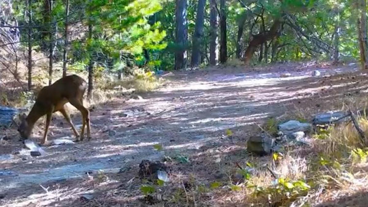 Kartpostallık görüntü! Kazdağları'nın sessiz ve zarif efendisi fotokapana yakalandı