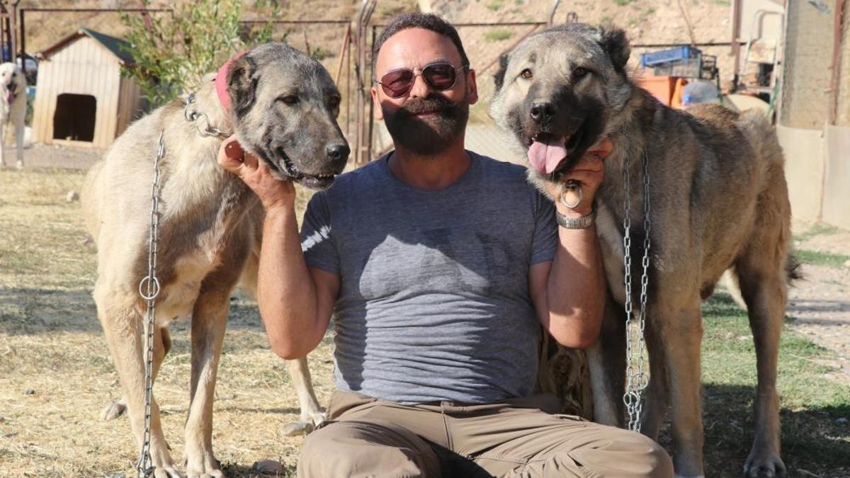 Anadolu’nun Aslanı Kangal köpekleri neslinin titizliğini koruyor!