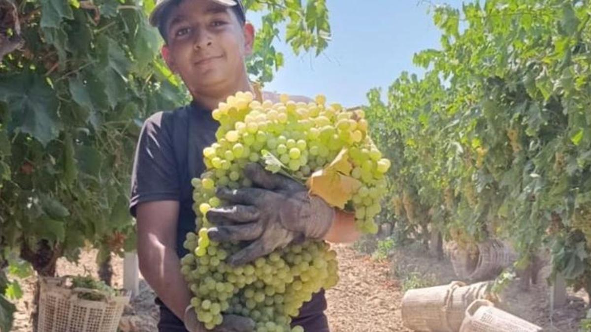 Manisa'da köylüler tarlada görünce inanamadı! İlk kez oluyor: 7 kilo 250 gram