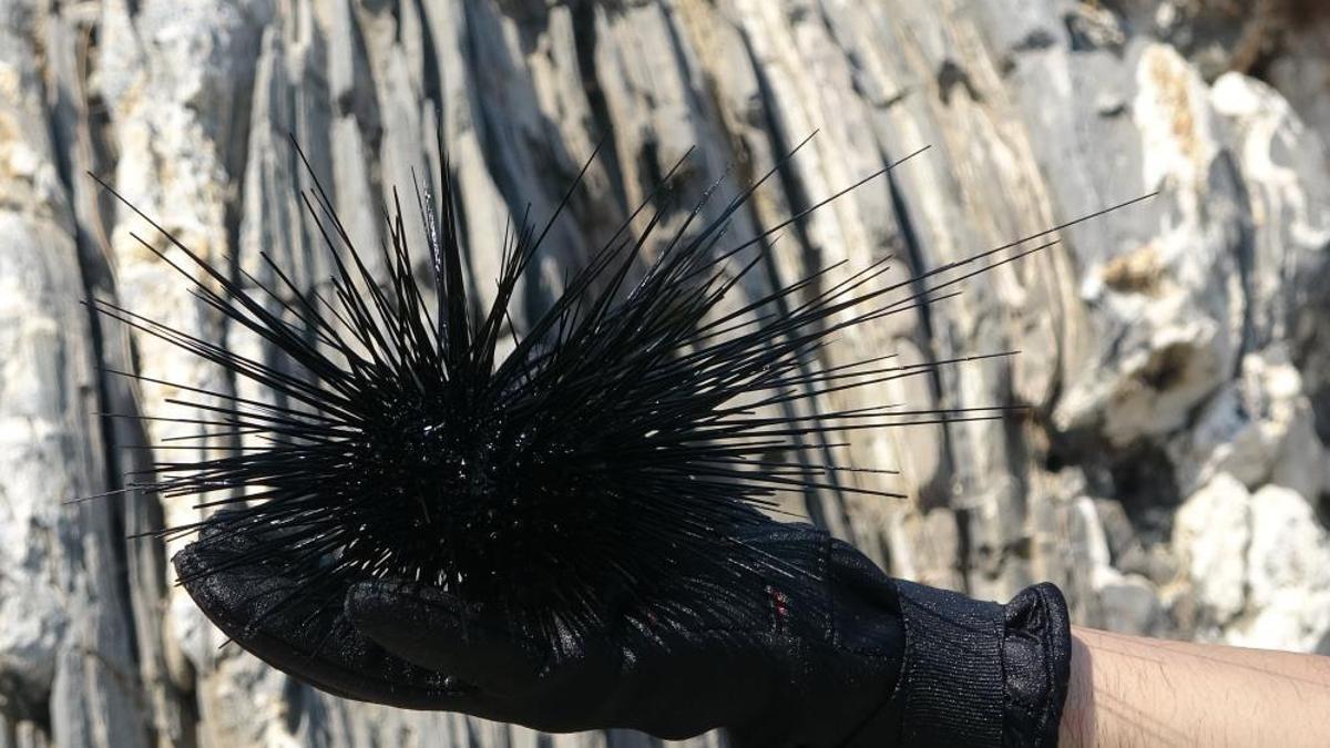 Bunu gören herkes ne olduğu merak ediyor! Zehirli ve her gördüğünü yok ediyor