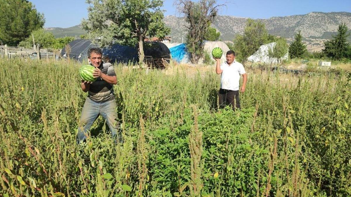Malını satamadı, vatandaşa yaradı! Tarladan kendi toplayana karpuz bedava