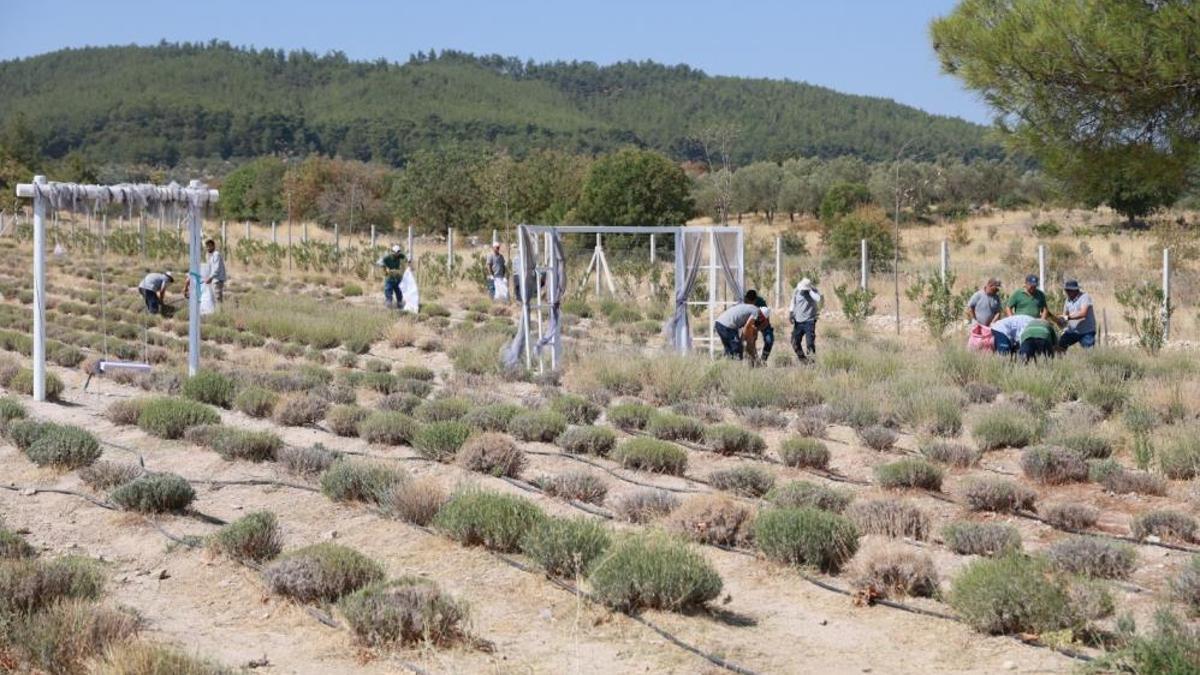 Geç hasat başladı! Üreticilere örnek oluyor