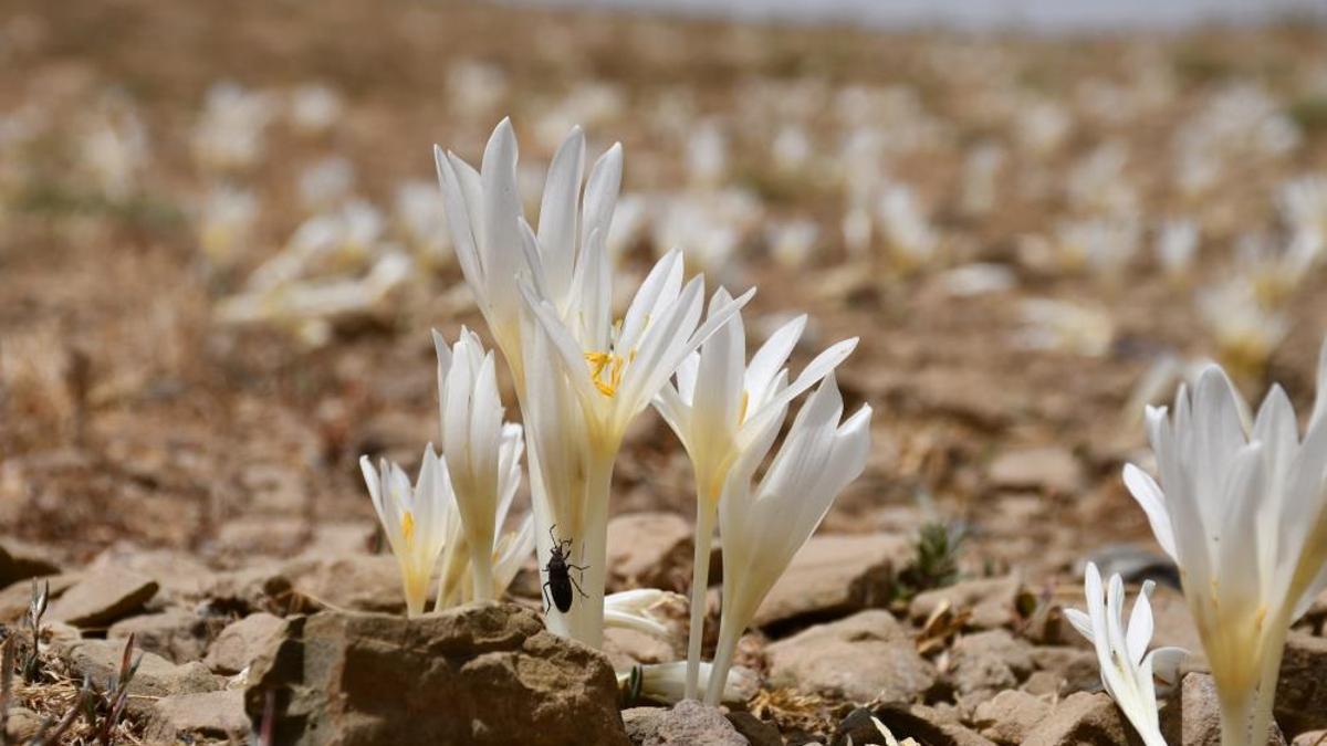 Bu çiçekler adeta bir sinyal! Açınca ne var ne yok toplayıp yola düşüyorlar