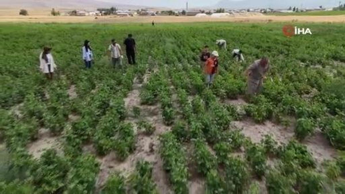 Çiftçiye yüzde 75'i hibe verildi: Ağrı'da dekar başına 290 kilo üretime ulaştılar