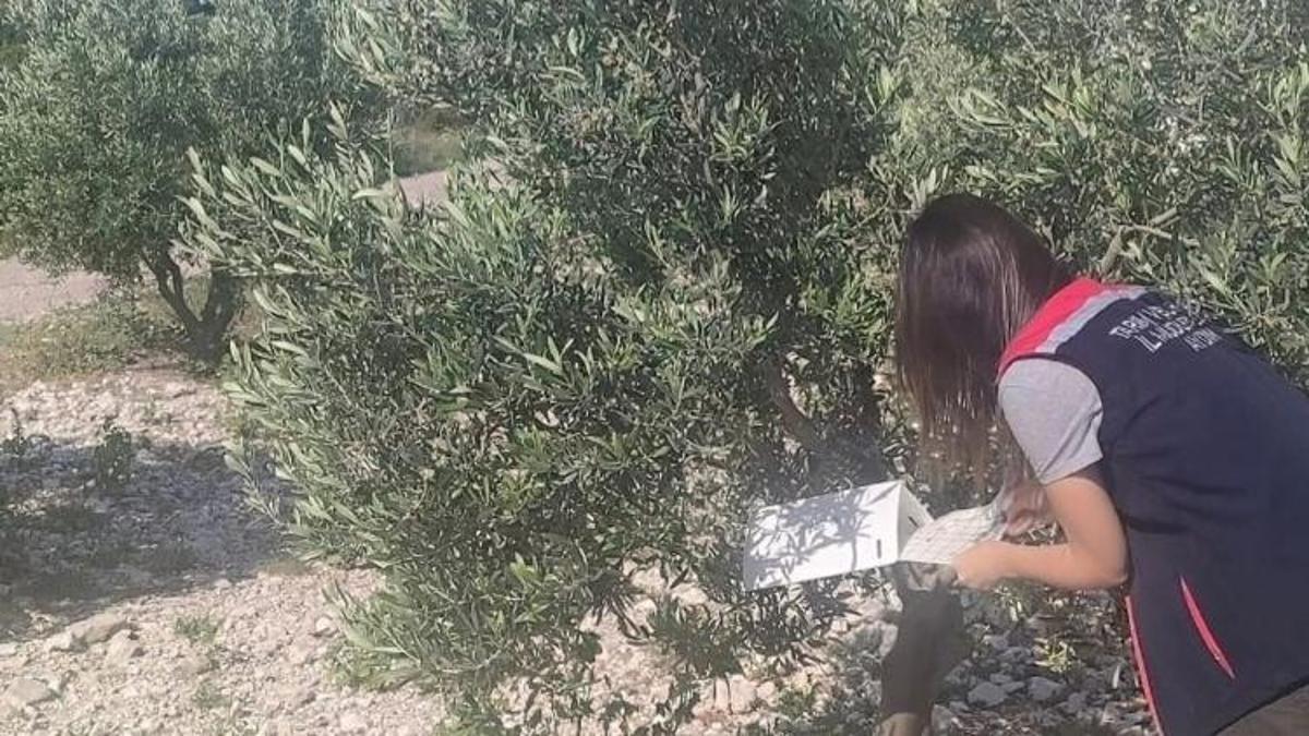 Aydın'da devreye alındı! Ekipler tarlada keşfe çıktı