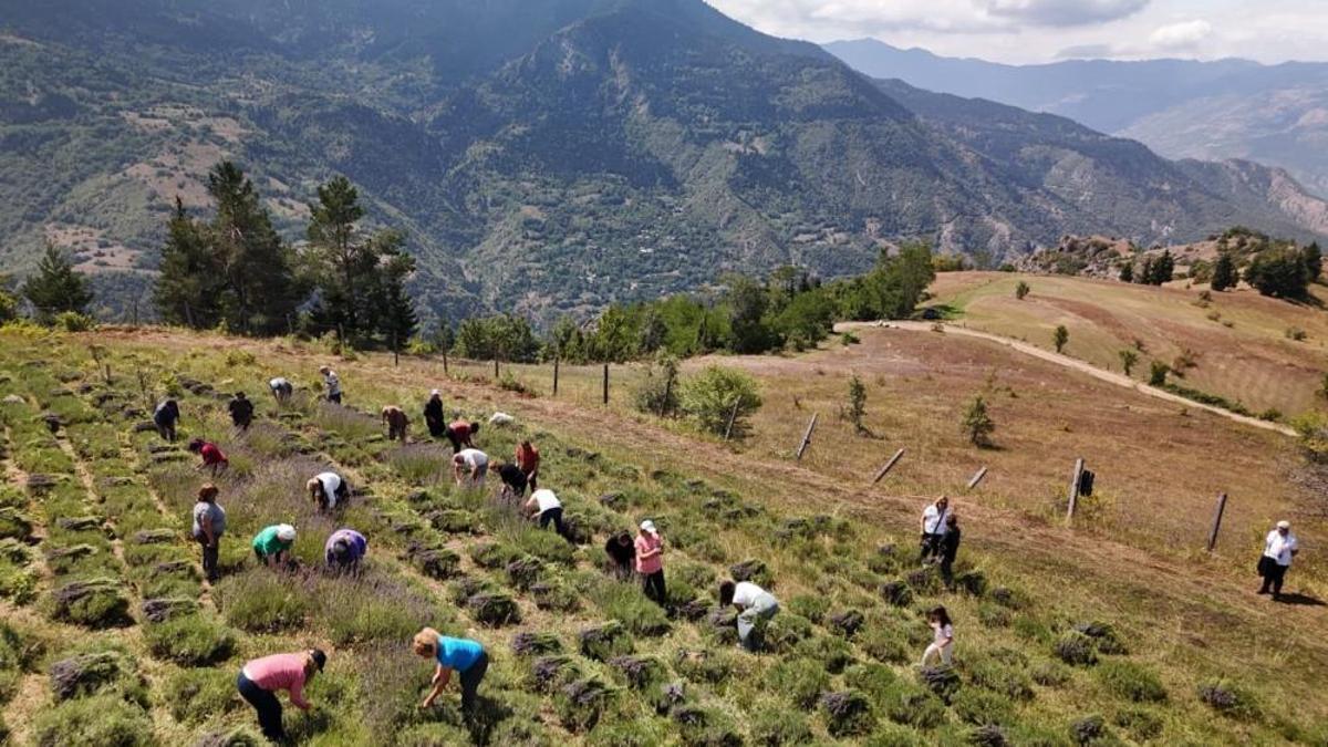 Kadın kooperatifinden lavanta hasadı! Doğal ürün üretimi başladı