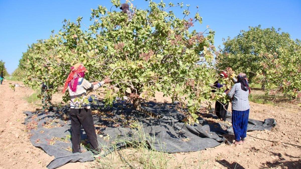 Herkes fıstığın başkentini Gaziantep bilir ama değil! Lider ilimizde hasat başladı