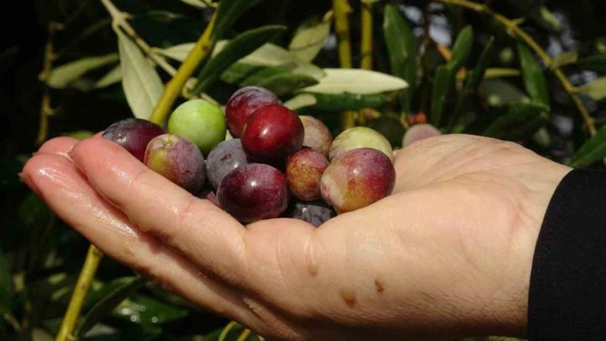 Rekolte nedir? Latince kökenli rekolte kelimesinin anlamı