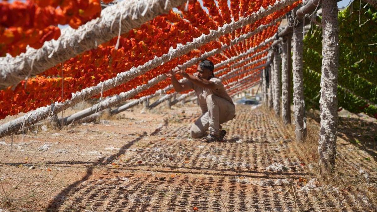 Gastronominin başkenti kırmızı ve yeşile büründü, uzaktan görenler şaşırıyor! Fiyatları 150 ile 200 TL arasında değişiyor